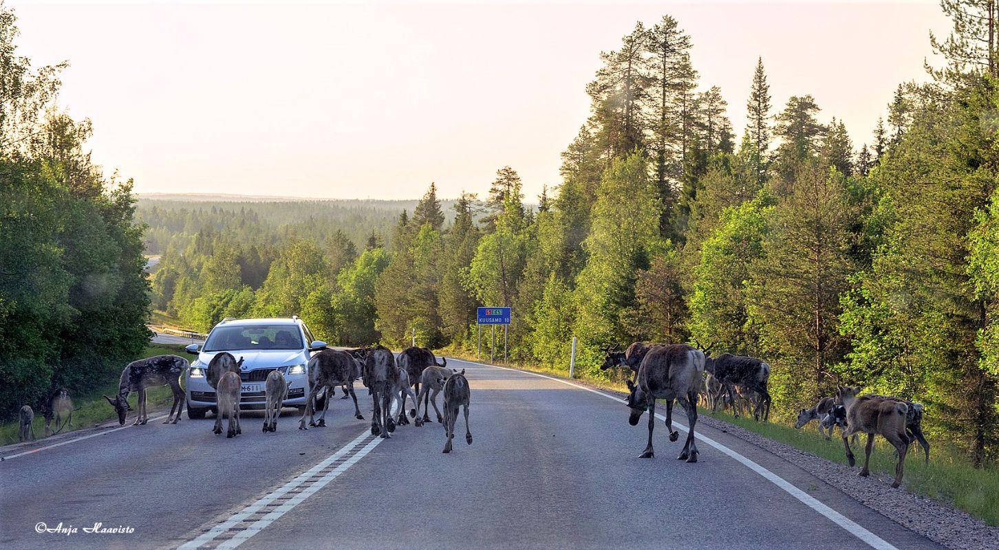 Reindeer herd